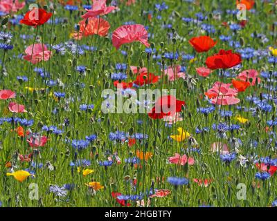 La sommita' di colori luminosi, tra cui rosso vivo di papaveri da campo e blu di fiori di mais in un prato seminato di 'fiori selvatici' in Perthshire, Scozia, Regno Unito Foto Stock