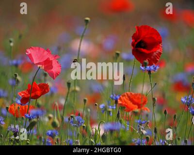 La sommita' di colori luminosi, tra cui rosso vivo di papaveri da campo e blu di fiori di mais in un prato seminato di 'fiori selvatici' in Perthshire, Scozia, Regno Unito Foto Stock