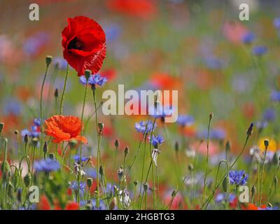 La sommita' di colori luminosi, tra cui rosso vivo di papaveri da campo e blu di fiori di mais in un prato seminato di 'fiori selvatici' in Perthshire, Scozia, Regno Unito Foto Stock
