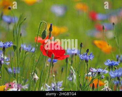 La sommita' di colori luminosi, tra cui rosso vivo di papaveri da campo e blu di fiori di mais in un prato seminato di 'fiori selvatici' in Perthshire, Scozia, Regno Unito Foto Stock