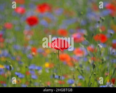 La sommita' di colori luminosi, tra cui rosso vivo di papaveri da campo e blu di fiori di mais in un prato seminato di 'fiori selvatici' in Perthshire, Scozia, Regno Unito Foto Stock