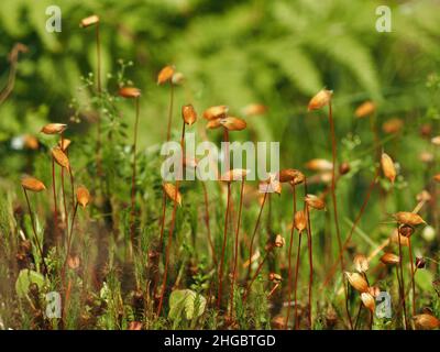 Grandi caps spore di muschio comune haircap (Polytrichum commune) che cresce su pavimento umido del bosco in altopiano Perthshire, Scozia, Regno Unito Foto Stock