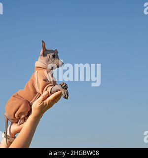 Un cucciolo combinoso tra le braccia di una donna, su uno sfondo blu cielo. Un piccolo cane in abiti lateralmente. Cane messicano senza peli. Un animale domestico sulle palme di Foto Stock