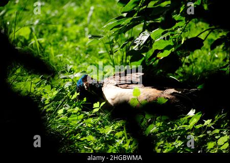 Peacock (pavo cristatus).in Alvesrode uccelli hanno i loro luoghi di nidificazione Foto Stock