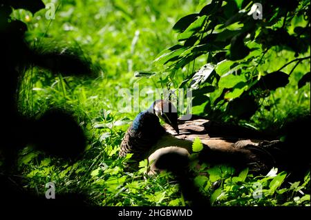Peacock (pavo cristatus).in Alvesrode uccelli hanno i loro luoghi di nidificazione Foto Stock