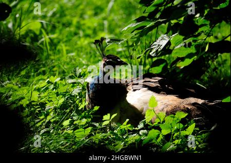 Peacock (pavo cristatus).in Alvesrode uccelli hanno i loro luoghi di nidificazione Foto Stock