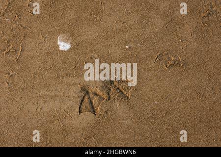 Footprint e escrementi di gabbiani sulla sabbia a Velsao spiaggia vicino Sankval, Mormugao, Goa, India Foto Stock