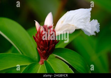 Indonesia Batam - Ginger crepe - Cheilocostus speciosus Foto Stock