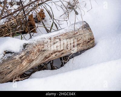 Primo piano di neve seduta su un vecchio albero caduto che si trova a terra in un campo di erba selvaggia alto in un freddo giorno di dicembre. Foto Stock