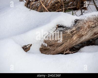 Primo piano di neve seduta su un vecchio albero caduto che si trova a terra in un campo di erba selvaggia alto in un freddo giorno di dicembre. Foto Stock