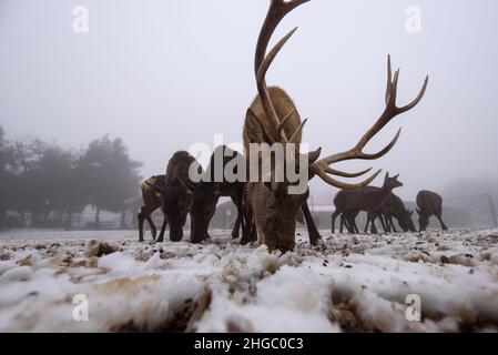 (220119) -- ALTEZZE DI GOLAN, 19 gennaio 2022 (Xinhua) -- cervi sono visti dopo una tempesta di neve a Moshav Odem nelle alture di Golan, annesse in Israele, il 19 gennaio 2022. (Ayal Margolin/JINI via Xinhua) Foto Stock