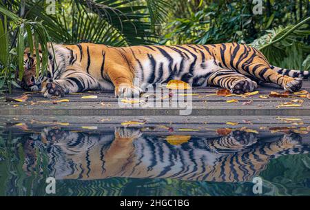 Tigre di sonno Foto Stock