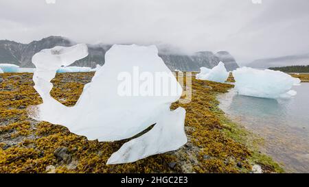 Ghiaccio glaciale bloccato sulla spiaggia a bassa marea nel braccio orientale del Glacier Bay National Park, Southeast Alaska, USA. Foto Stock