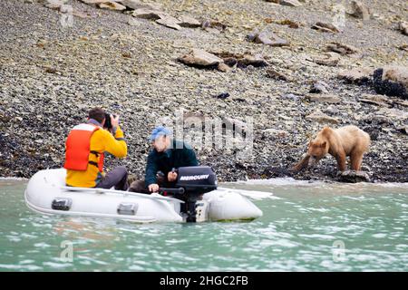 Turisti che fotografano l'orso selvatico, East Arm, Glacier Bay National Park, Southeast Alaska, USA. Foto Stock