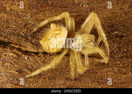 Super macro vista di Outback Orb-Weaver (Backobourkia), ragno australiano Foto Stock