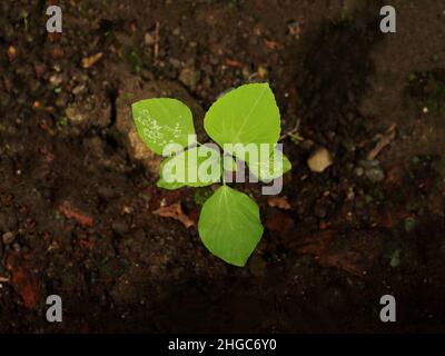 Acalypha indica cresce bene nel giardino Foto Stock