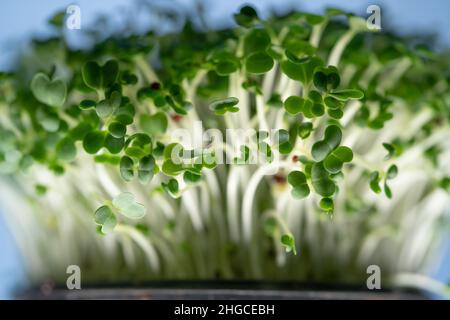Nuovo impianto di vita. Primo piano di microgreens di basilico. Germogli di rucola crescenti. Germinazione di semi. Foto Stock