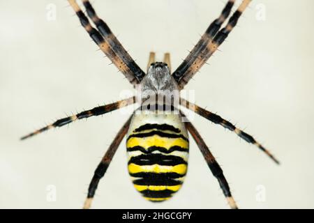 Un grande wasp spider (Argiope bruennichi) seduta in web di Vienna (Austria) Foto Stock