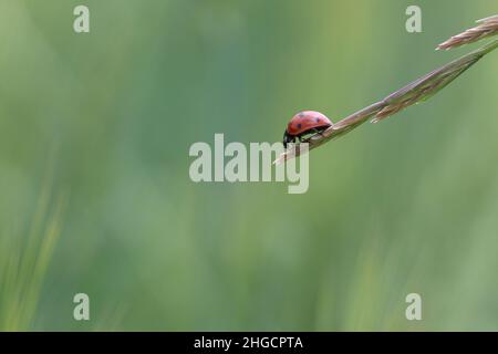 Macro shot di una coccinella a sette punti (Coccinella septempunctata) appollaiata su un orecchio di grano in un prato verde Foto Stock