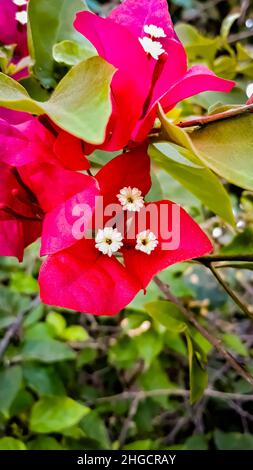 Bella rosa Bougainvillea glabra fiore Closeup Foto Stock