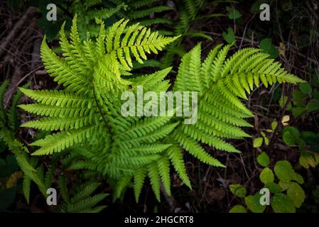 Primo piano artistico top-down di avvolgente felce (Athyrium filix-femina) foglie in una foresta, Weser Uplands, Germania Foto Stock