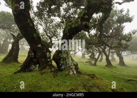 Paesaggio fiabesco nella foresta di alloro di Fanal, Madeira, con imponenti alberi di alloro in legno di stinkwood, in una giornata di nebbia nella Laurissilva Foto Stock