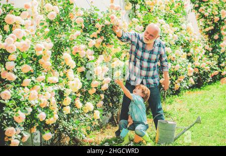 Carino ragazzo che innaffia i fiori nel giardino estivo. Nonno con il nipote che lavora in giardino. Famiglia fattoria. Padre e figlio. Generazione Foto Stock