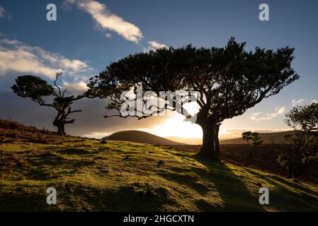 Silhouette di imponenti alberi di alloro in legno di stinkwood (Ocotea Foetens) nella foresta delle fate di Fanal, Madeira, in bella luce all'alba Foto Stock