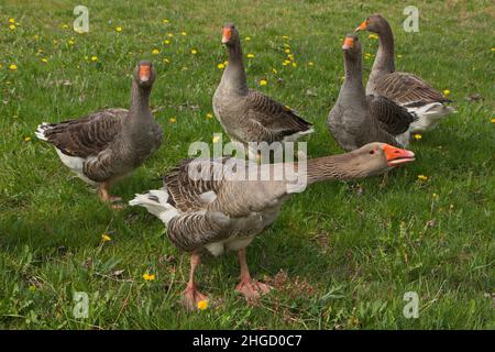 Gruppo di oche grigielattate in un'azienda agricola in Repubblica Ceca, Europa Foto Stock