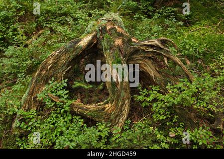 Ceppo marciante in foresta di Boemia,Regione di Plzen,repubblica Ceca,Europa Foto Stock