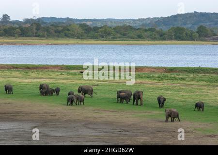 Gli elefanti pascolo sulla prateria adiacente al serbatoio (serbatoio artificiale) nel Parco Nazionale di Minneriya nel centro dello Sri Lanka. Foto Stock