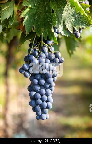 Mazzo di uve nere mature che crescono in vigna, appese da un ramo, visto in primo piano con sfondo sfocato Foto Stock