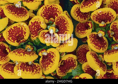 Bella fioritura di piante di pocketbook, Calceolaria crenatifolia, Calceolariaceae Foto Stock