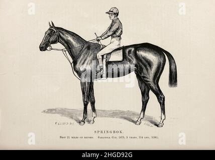 Springbok disegnato da C. Lloyd [Springbok (1870–1897) è stato un cavallo da corsa americano di Thoroughbred che ha vinto il settimo Belmont Stakes nel 1873. Foaled nel 1870, fu assired dallo stallone australiano importato, la sua diga era una figlia di Lexington. Durante la sua carriera di corse ha iniziato 25 gare, vincendo 17 di loro. Oltre al Belmont, Springbok ha vinto la Saratoga Cup due volte, nel 1874 e nel 1875 ed è stato nominato campione più vecchio cavallo maschio nel 1874 e nel 1875. Dopo essersi ritirato dal circuito, ha vinto cinque puntate e morì nel 1897.] Dal libro ' famosi cavalli da corsa americani ' pubblicato nel 1877 da Porter and Co Foto Stock