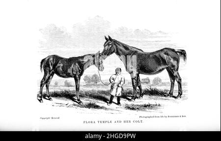 Flora Tempio e suo Colt da ogni proprietario di cavallo ciclopedia: L'anatomia e la fisiologia del cavallo; caratteristiche generali; i punti del cavallo, con indicazioni su come sceglierlo; i principi di allevamento, e la migliore razza da cui allevare; il trattamento della covata mare e del fallo; Allevare e rompere il freddo; scuderie e gestione stabile; guida, guida, ecc. malattie, ecc., e come curarli. I principali farmaci, e le dosi in cui possono essere somministrati in modo sicuro; incidenti, fratture, e le operazioni necessarie in ogni caso; tacchette, ecc Editore: Philadelphia : Foto Stock