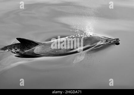Un'immagine in bianco e nero di un adulto che si affaccia su un delfino comune per respirare in acqua molto tranquilla accanto a una barca di ricerca a Gairloch, Scozia Foto Stock