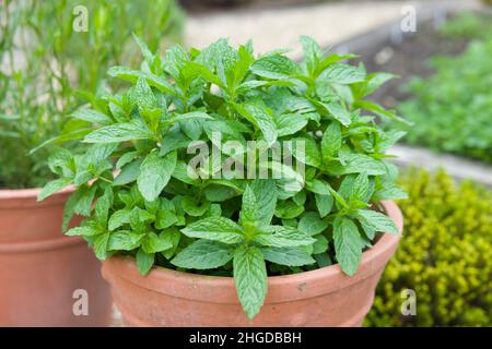 Menta che cresce in una pentola di pianta. Menta verde fresca (mentha speicata) in un giardino di erbe, Regno Unito Foto Stock