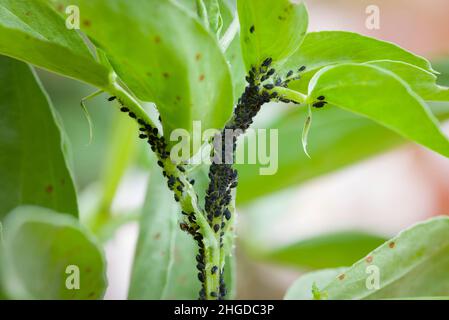 Afidi, mosca nera (afidi di fagiolo nero, mosca nera) sulle foglie di una pianta di fagiolo largo, giardino britannico Foto Stock