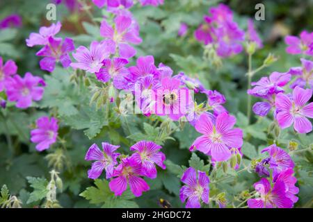 Geranio silvaticum (legno cranesbill), pianta perenne con fiori viola in primavera, Regno Unito Foto Stock