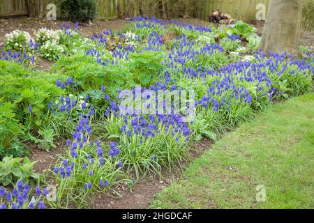 Giacinti d'uva (Muscari Armeniacum), bulbi che crescono in primavera in un confine giardino britannico Foto Stock