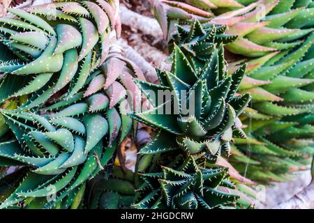 Primo piano di Cactus Aloe vera coltivando naturalmente a Gran Canaria, Isole Canarie, Spagna Foto Stock