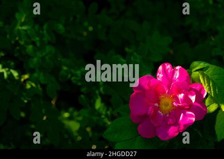 Bella rosa scuro fiore rosa canina primo piano. Fiore cespuglio di Rosehip Medicinal. Spazio libero. Foto Stock