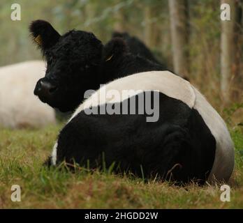 Belted Galloway mucca Foto Stock