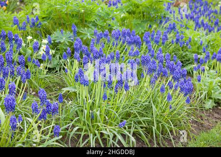 Fiori di Muscari, (giacinto d'uva, muscari armeniacum,) piante di bulbo fiorite in primavera in un confine con il giardino del Regno Unito Foto Stock