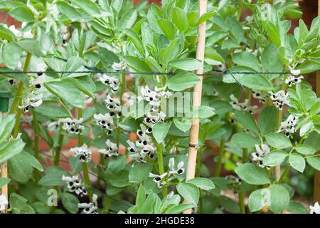 Fava fagiolo (fagiolo) piante, dettaglio di piante in fiore con canne di bambù per il supporto Foto Stock