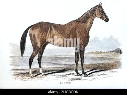 Boston disegnata da H. De Latre, dal libro ' Famous American Race horse' pubblicato nel 1877 da Porter e Coates Philadelphia, Foto Stock