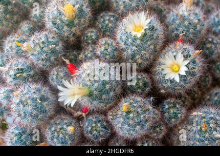 Vista del cactus Mammillaria gracilis fiorente. Foto Stock