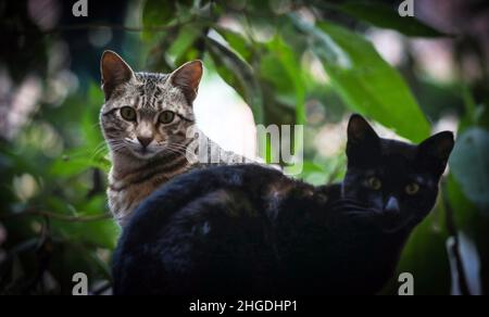 Kathmandu, Bagmati, Nepal. 20th Jan 2022. I gatti riposano sotto un albero dopo le docce a pioggia a Kathmandu, Nepal il 20 gennaio 2022. (Credit Image: © Sunil Sharma/ZUMA Press Wire) Foto Stock