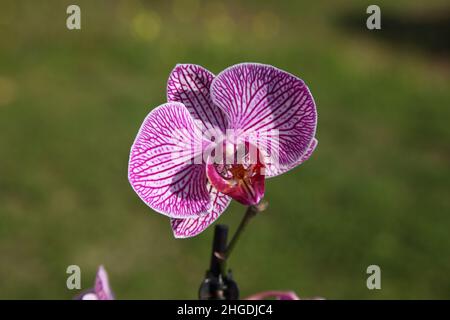 Orchidea singola. Motivo Orchid bianco e rosa su sfondo verde. Foto Stock