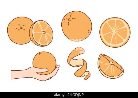 Set di arance fresche succose tagliate a fette o intere. Raccolta di bio gustoso mandarino o mandarino biologico. Alimentazione sana della frutta. Buon concetto di abitudine. Giardinaggio e agricoltura natura prodotto. Illustrazione vettoriale. Illustrazione Vettoriale